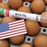 Explainer-How bird flu has sent US eggs prices skyrocketing