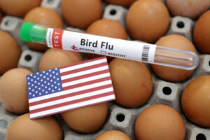 Explainer-How bird flu has sent US eggs prices skyrocketing